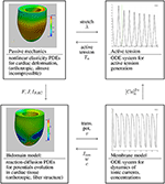 Frontiers | A Numerical Study of Scalable Cardiac Electro-Mechanical ...