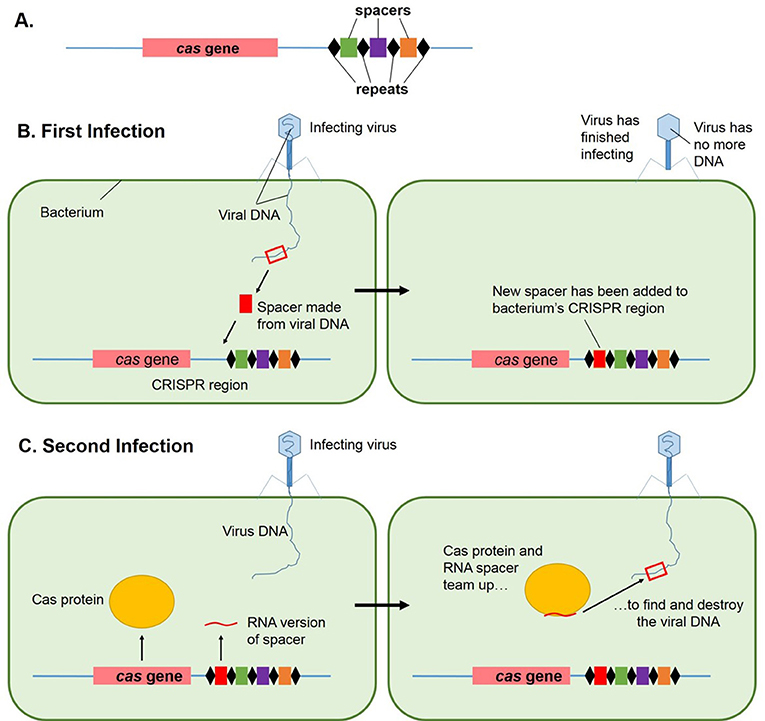 איור 3 - מהו CRISPR וכיצד הוא פועל?