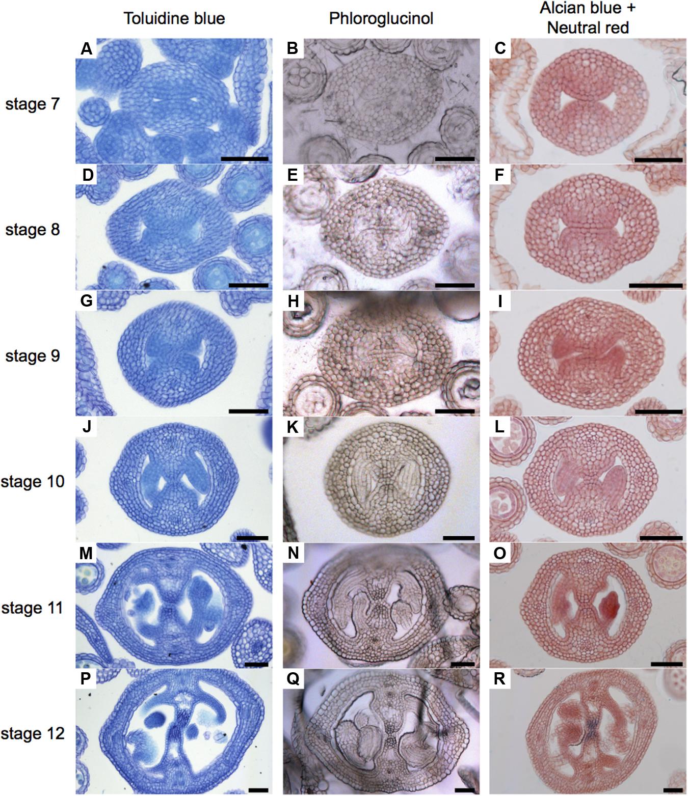 evans blue staining plant cells