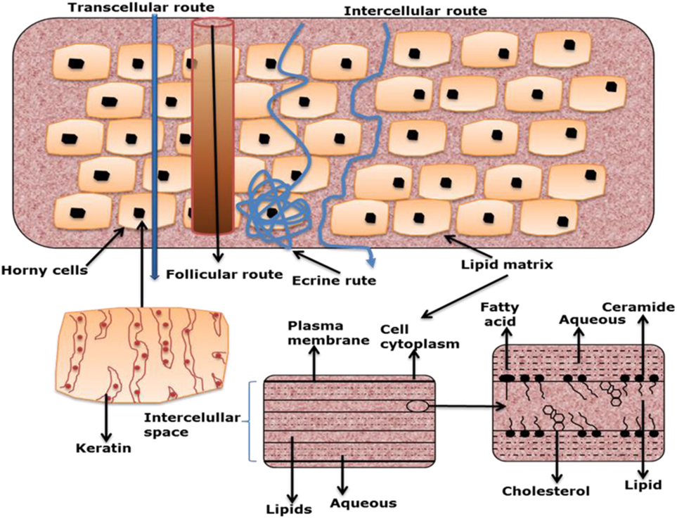 Frontiers | Heat: A Highly Efficient Skin Enhancer for Transdermal Drug