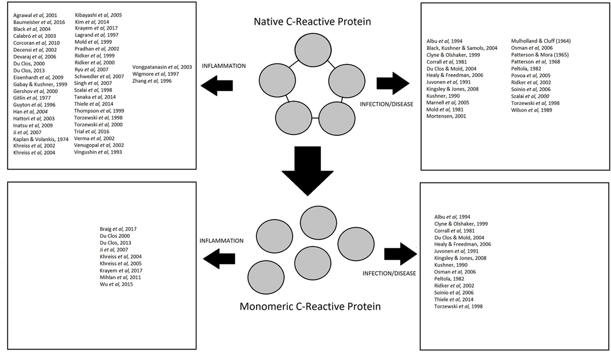 Frontiers Role Of C Reactive Protein At Sites Of Inflammation And Infection Immunology