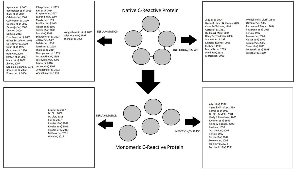 Frontiers | Role of C-Reactive Protein at Sites of Inflammation and  Infection