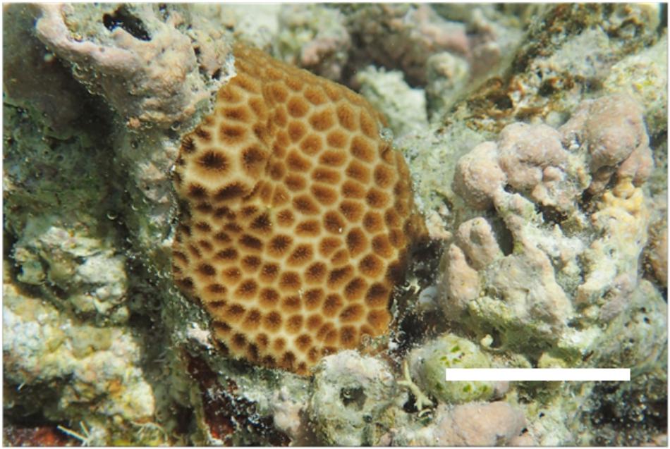 Life cycle of the Caribbean coral Acropora palmata a showing an adult