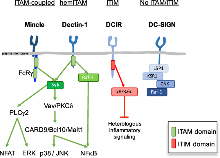 C Type lectin receptors. Дектин-1 это. Types of signalling. Lectins receptor. Aml транзакции