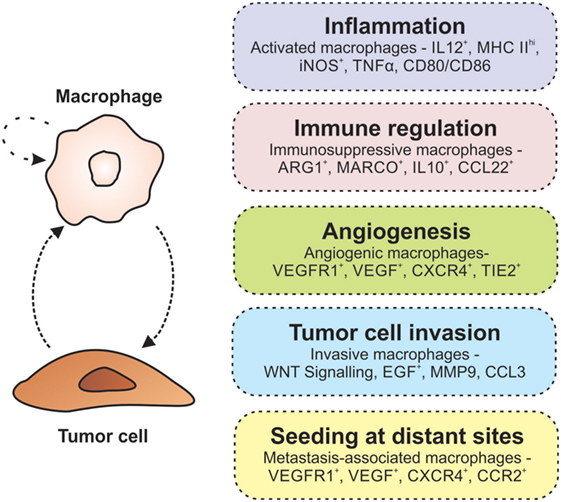 Frontiers Targeting Macrophages In Cancer From Bench To Bedside Oncology