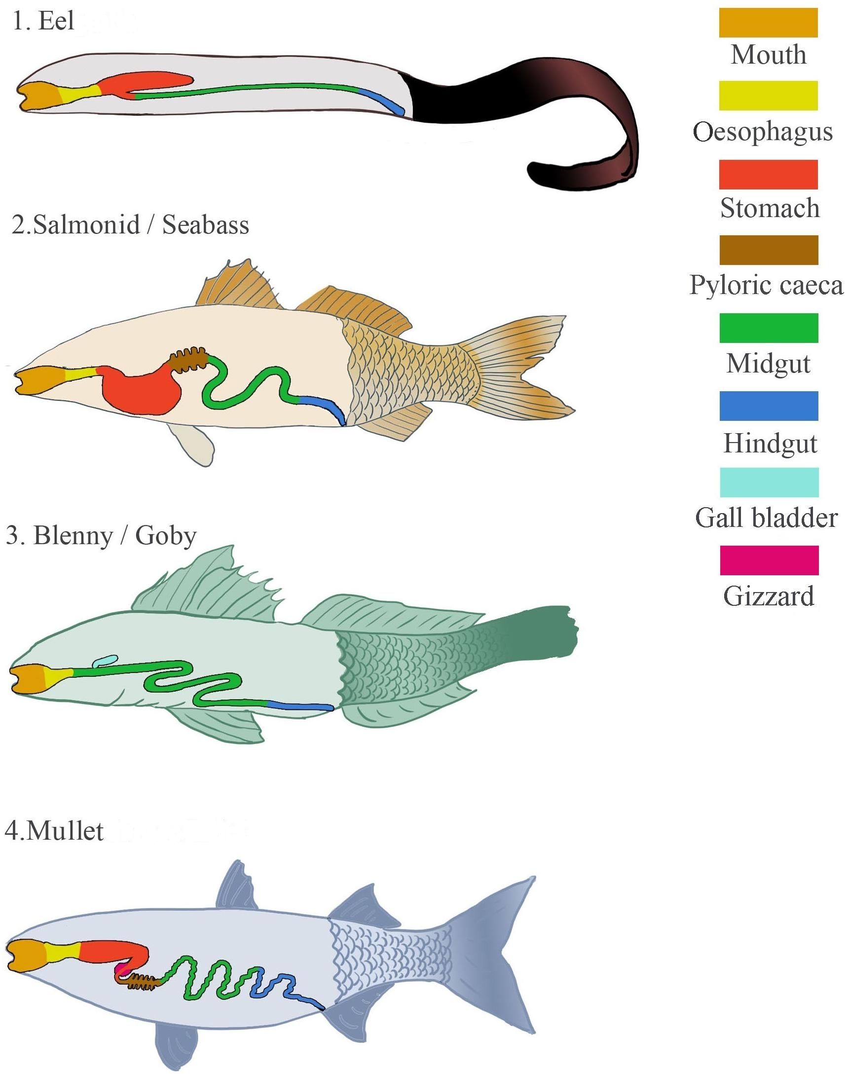 Frontiers  The Gut Microbiota of Marine Fish