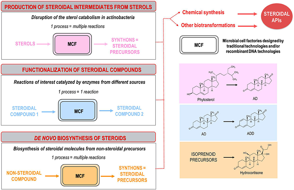Реакция синтеза пример. Механизм биодеградации полимеров. Химический Синтез антибиотиков. Микробная функционализация стероидов. Microbial functionalization of Steroids.