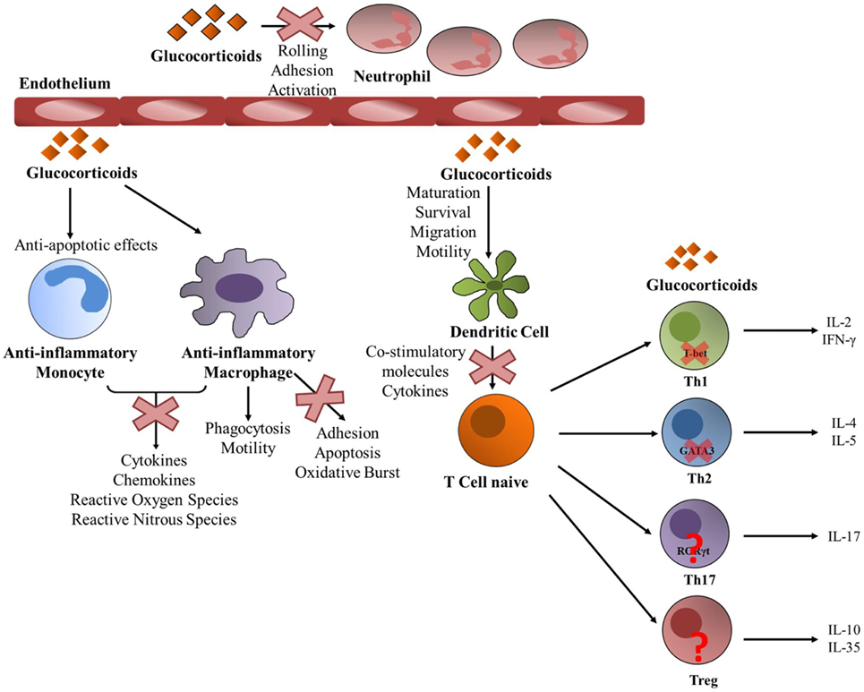 Frontiers | Regulatory and Mechanistic Actions of Glucocorticoids on T ...