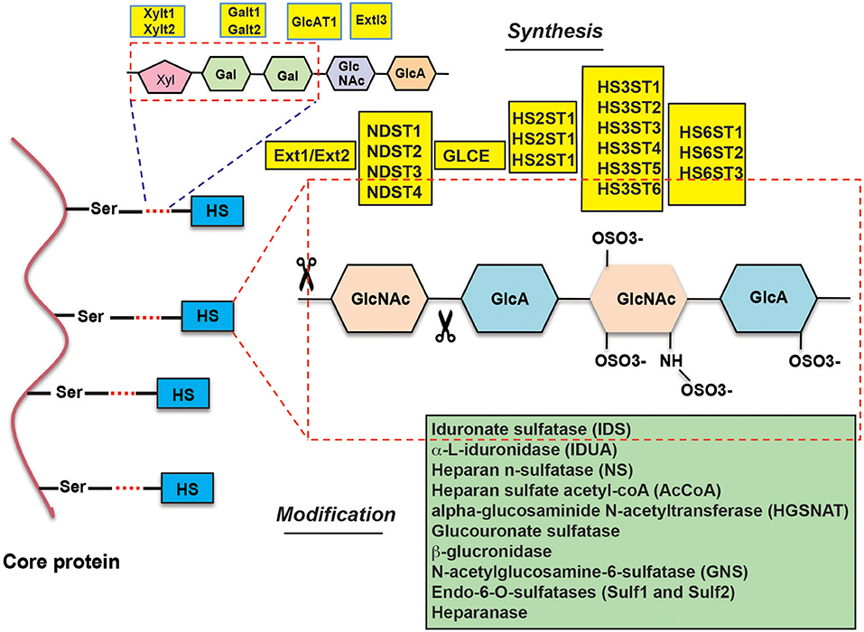 Третий синтез. Alpha-glucosaminide n-acetyltransferase изображение. Heparan Sulfate. ACCOA Synthesis. Pathways of heparan/Heparin Sulfate degradation.