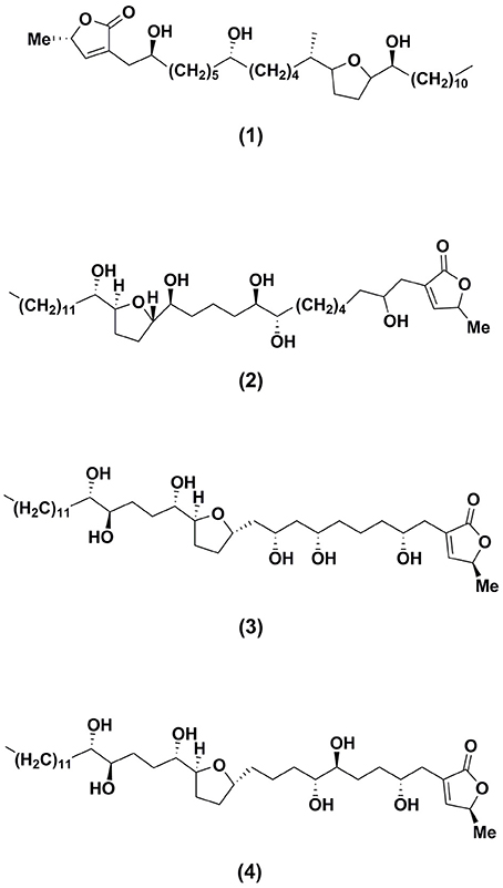 Frontiers Exploring The Leaves Of Annona Muricata L As A Source Of Potential Anti Inflammatory And Anticancer Agents Pharmacology