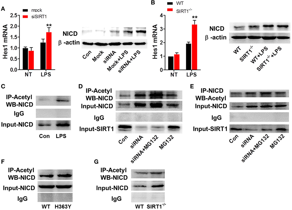 Frontiers | Acetylation-Dependent Regulation of Notch Signaling in 