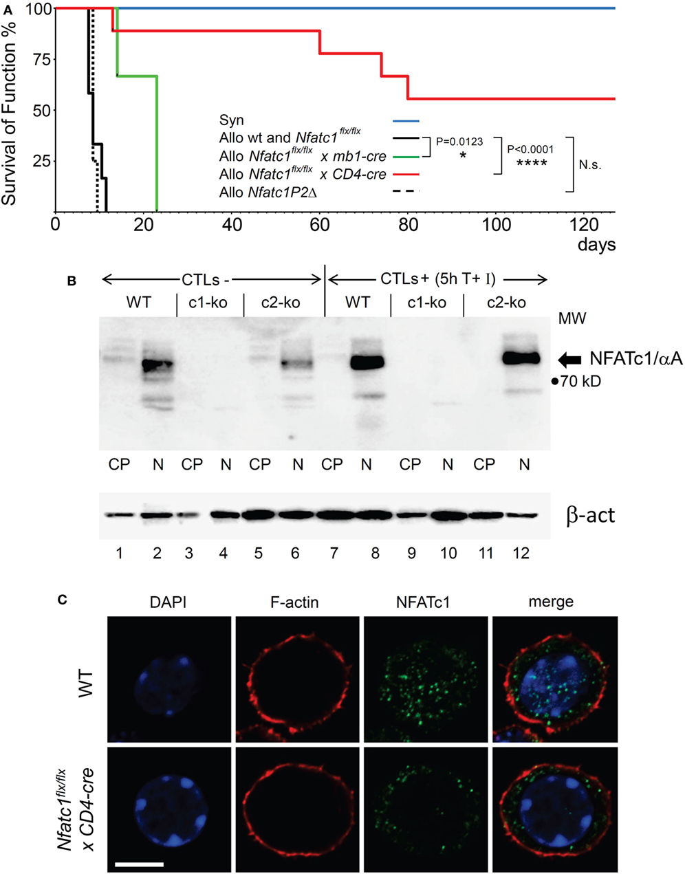 Frontiers The Transcription Factor Nfatc1 Supports The Rejection Of Heterotopic Heart Allografts Immunology