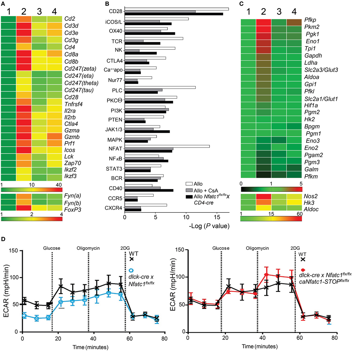 Frontiers The Transcription Factor Nfatc1 Supports The Rejection Of Heterotopic Heart Allografts Immunology
