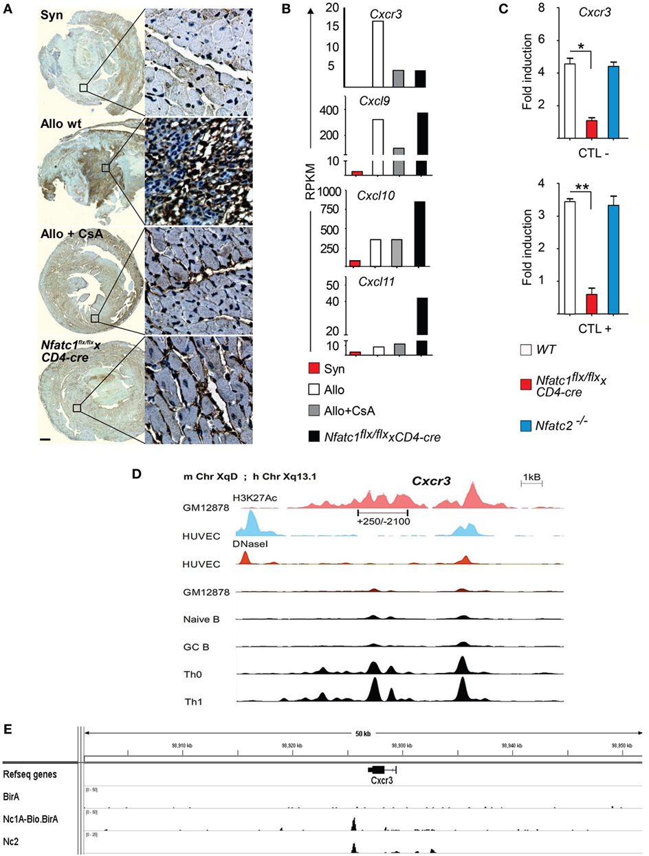 Frontiers The Transcription Factor Nfatc1 Supports The Rejection Of Heterotopic Heart Allografts Immunology