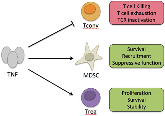 Auditorium bauch existieren tnf alpha inhibitors mechanism of action