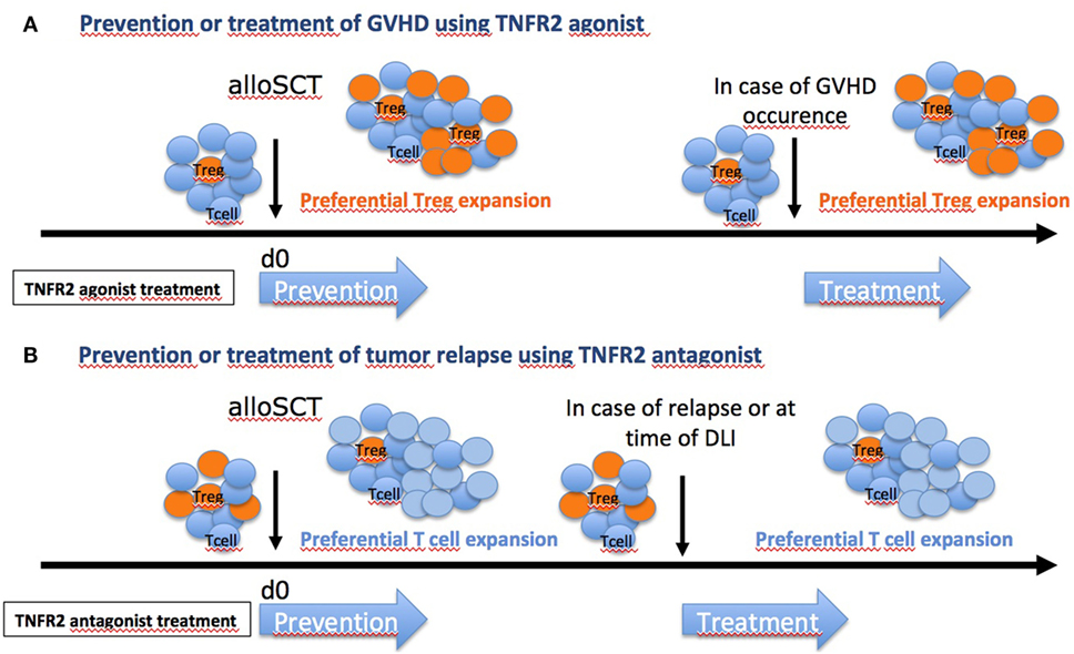 Frontiers Tumor Necrosis Factor α and Regulatory T Cells in