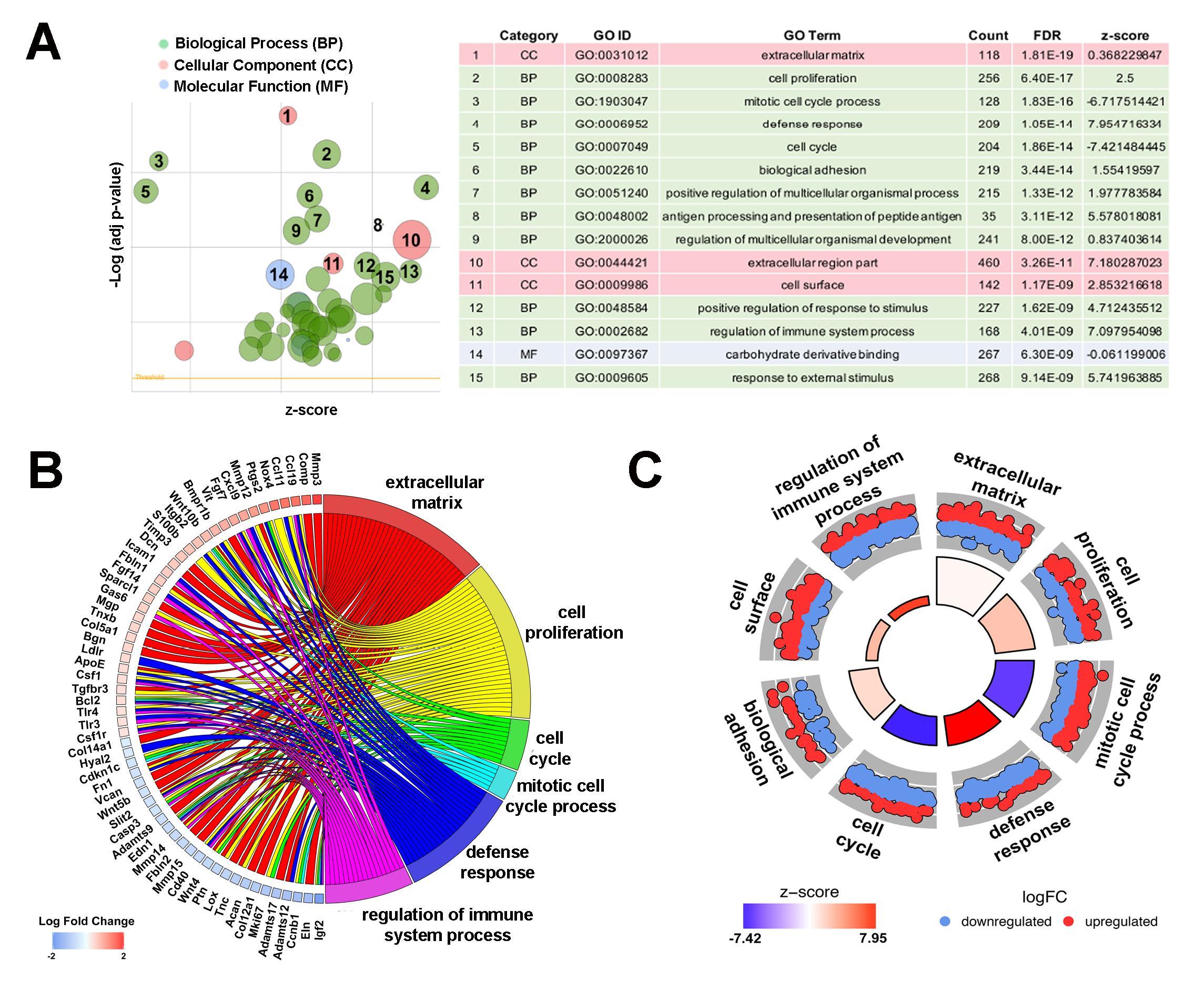 Biological Processing System Understanding Color And Contrast