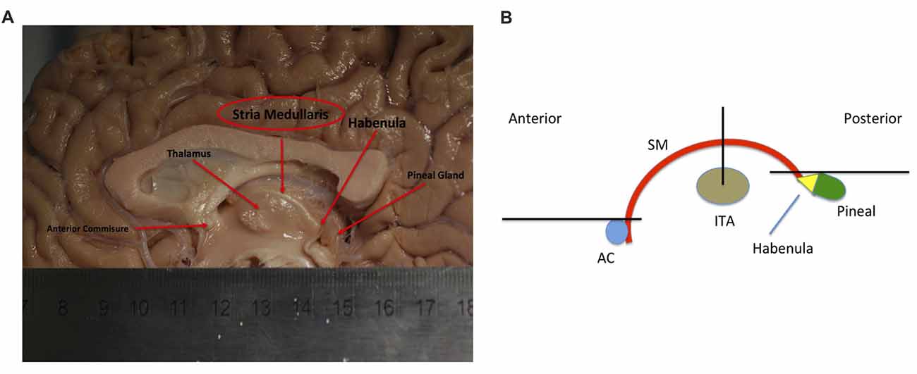 Frontiers Awakening Neuropsychiatric Research Into The