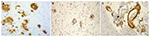 www.frontiersin.org