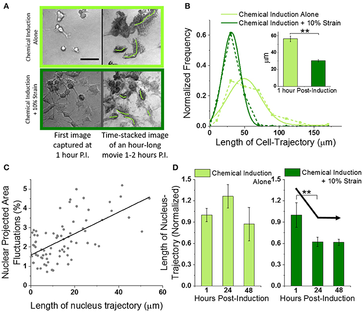 An Experimental Test Of The Ovulatory Homolog Model Of Female Orgasm