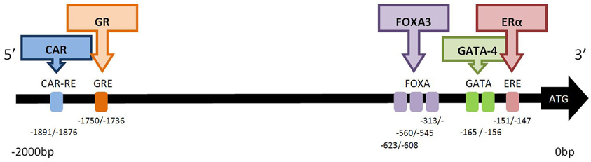 www.frontiersin.org