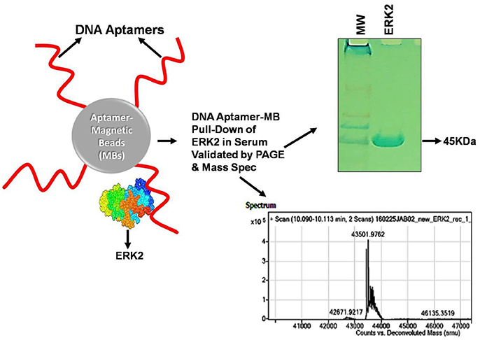 Simple method. Pull down Assay. Аптомер и IGG. Aptamer. Pull down Assay indazole.