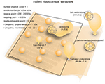 Frontiers | Synaptic Vesicle Endocytosis in Different ...