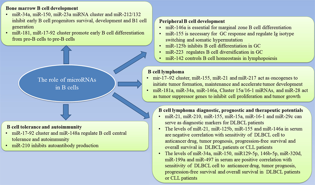 Frontiers  MicroRNA-34a: Potent Tumor Suppressor, Cancer Stem Cell  Inhibitor, and Potential Anticancer Therapeutic