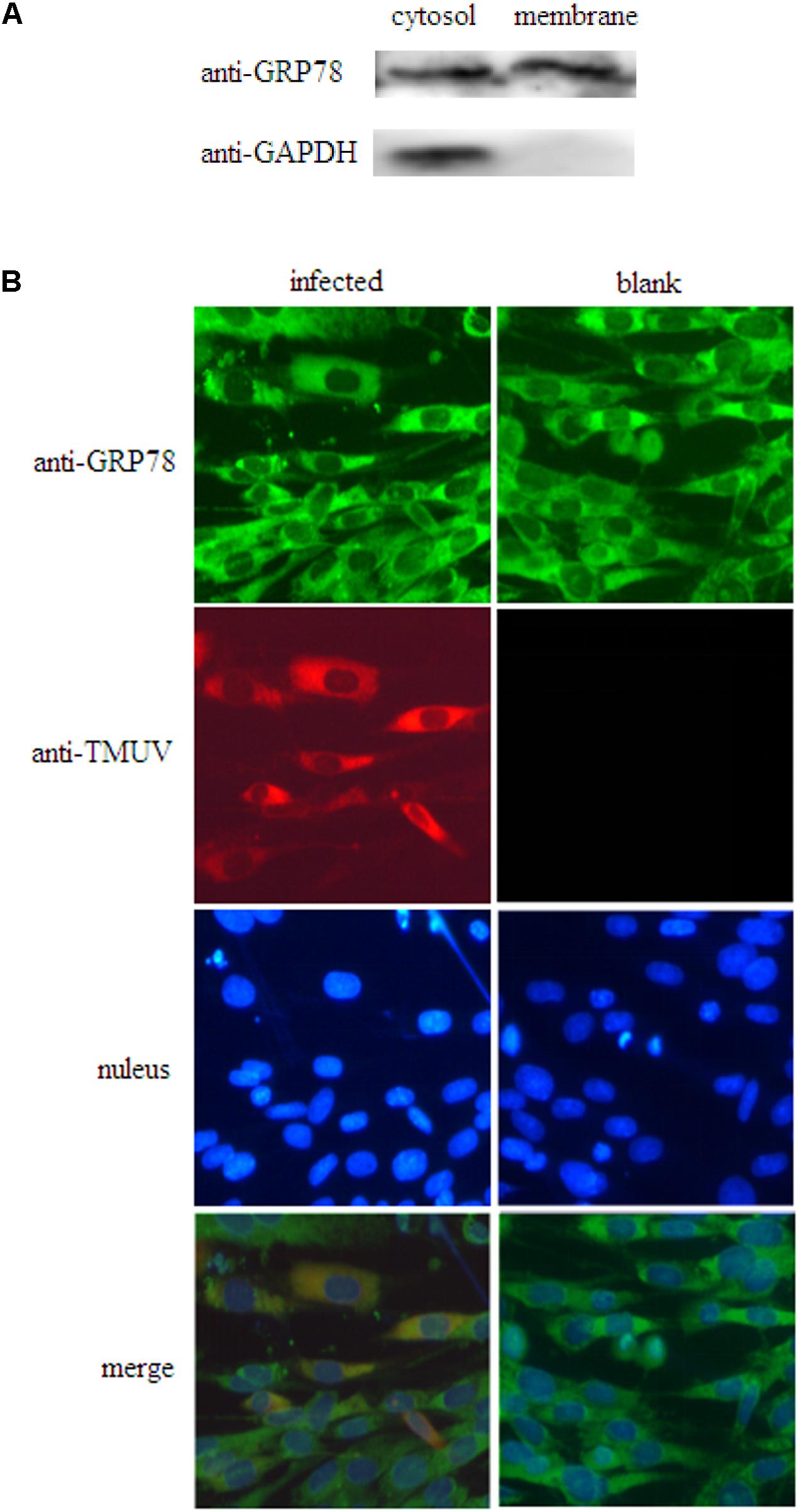 Frontiers | Identification of Glucose-Regulated Protein 78 (GRP78) as a ...