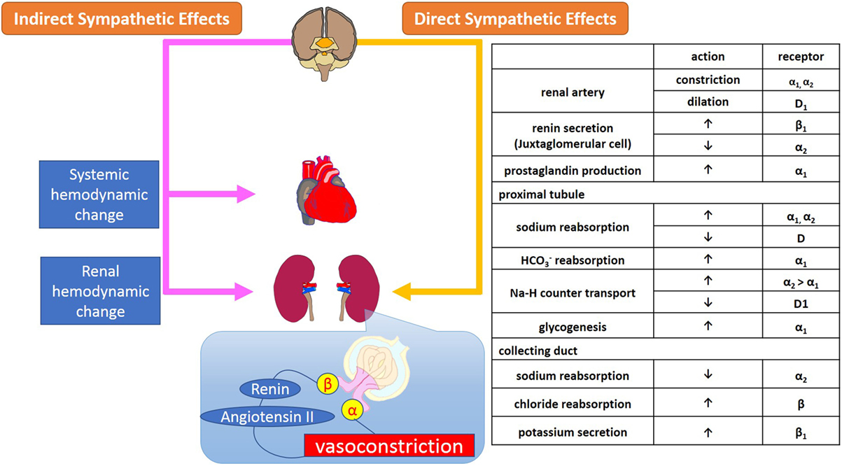 Sympathetic Vs Parasympathetic Nervous System Chart