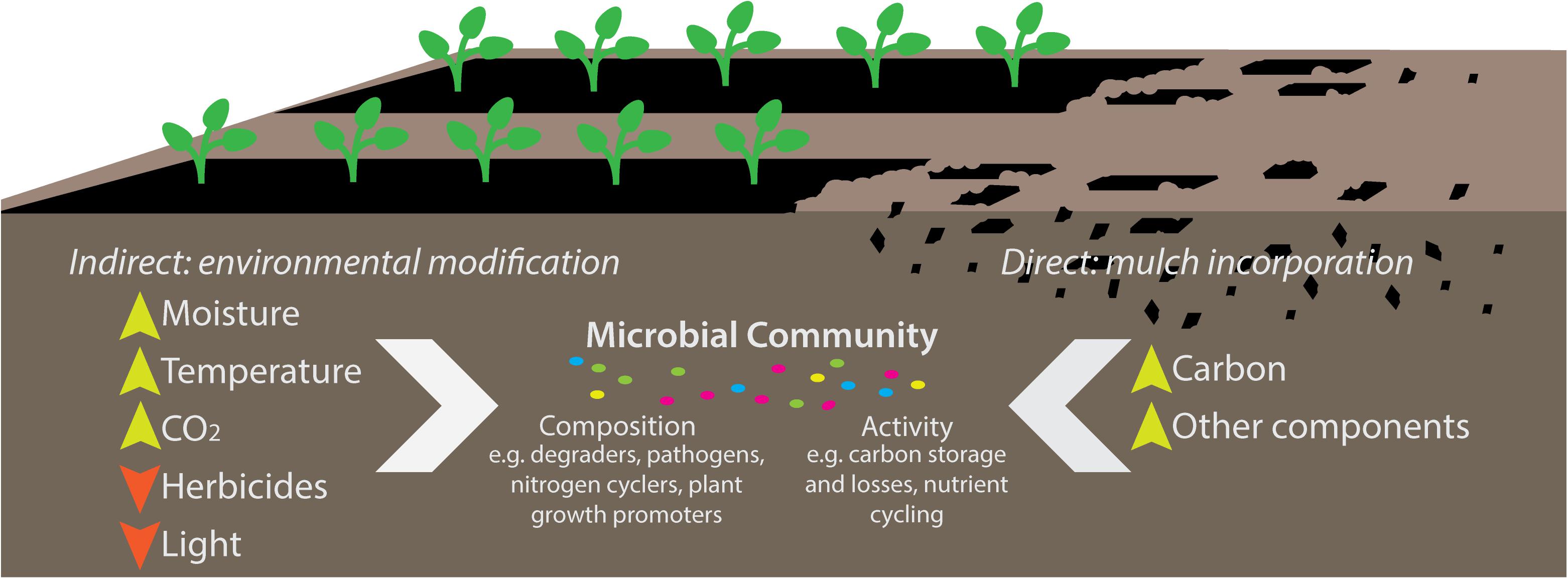 Frontiers Biodegradable Plastic Mulch Films Impacts On - 