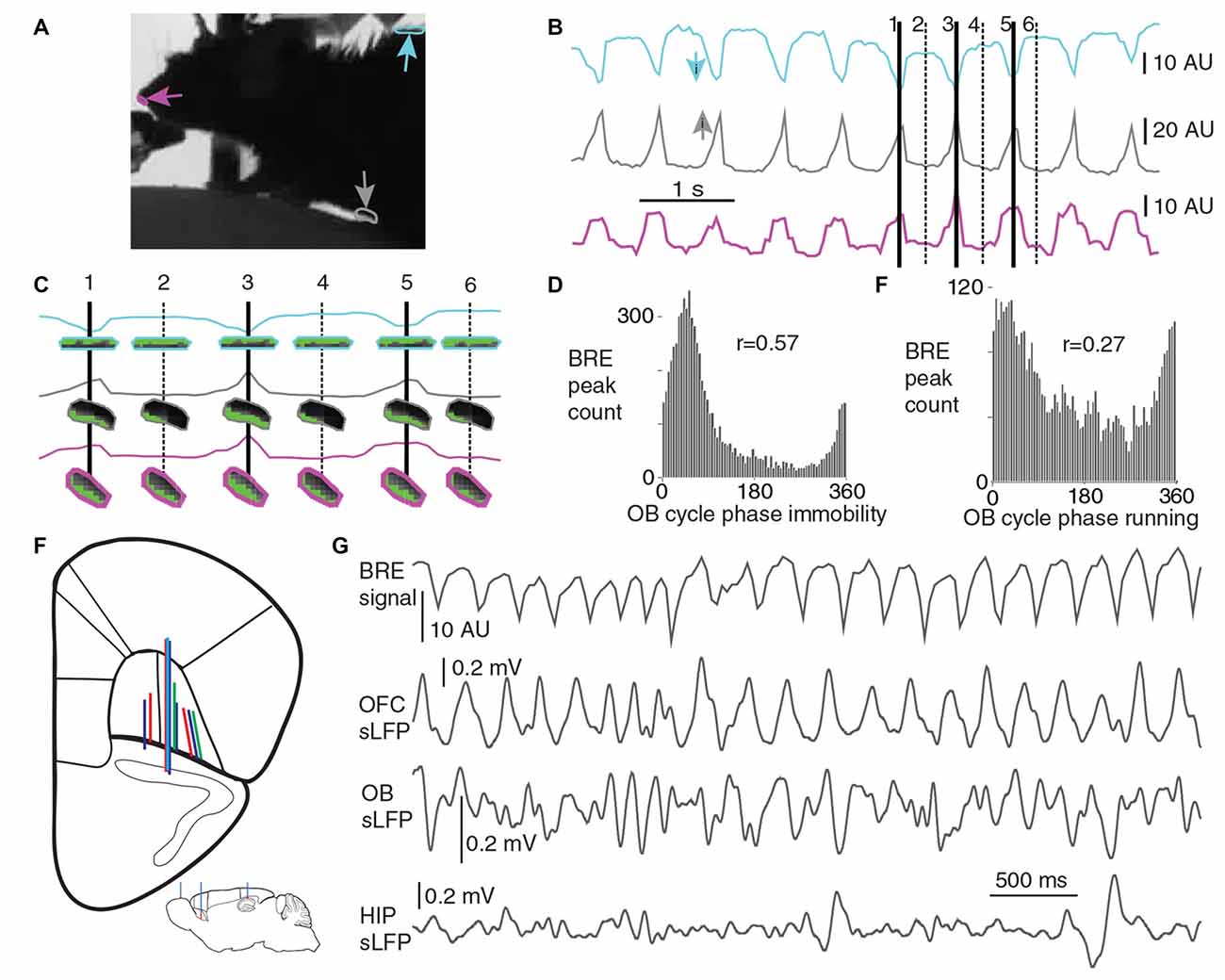 Frontiers Spike Timing Of Orbitofrontal Neurons Is Synchronized