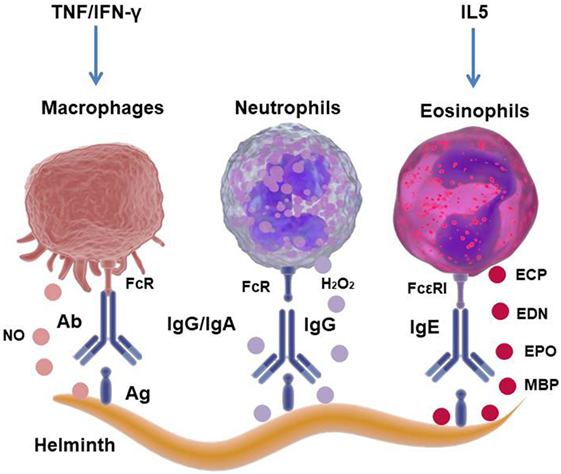 helminth infection leukocyte