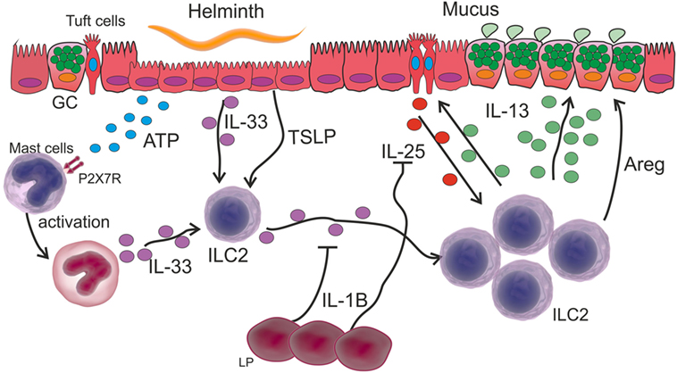 To helminth infection