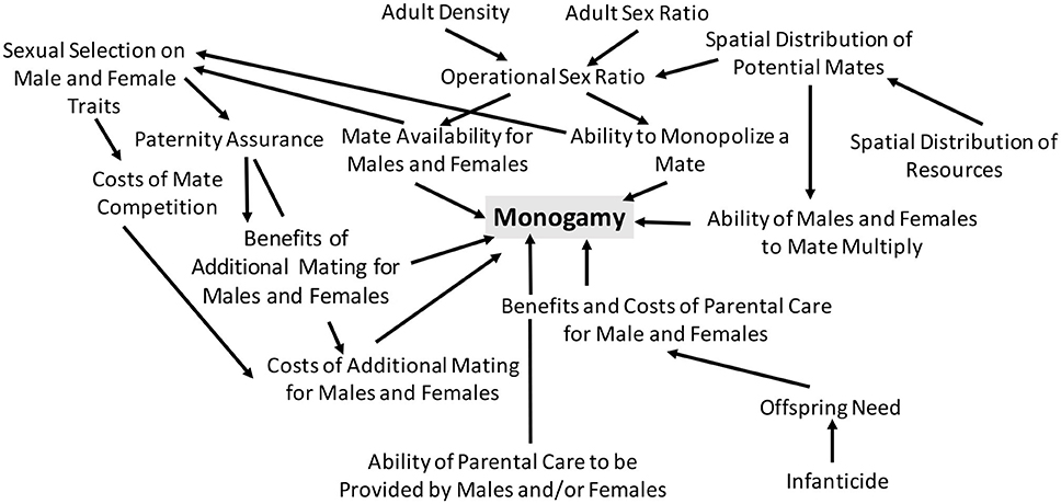 parental investment theory