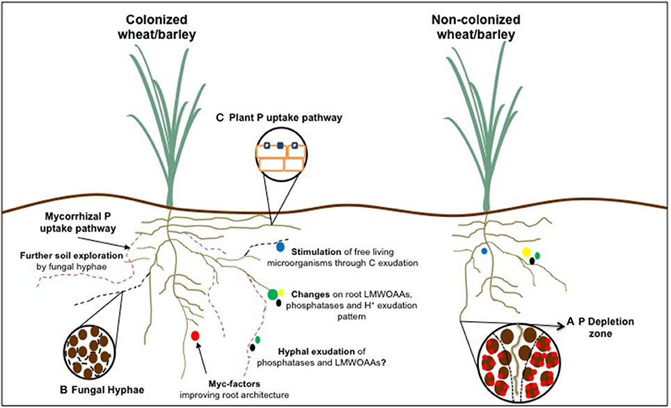 Frontiers Phosphorus Acquisition Efficiency Related To