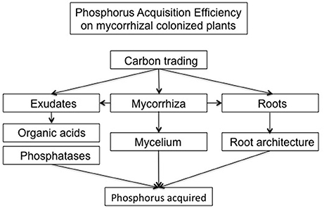 Great White Mycorrhizae Feeding Chart