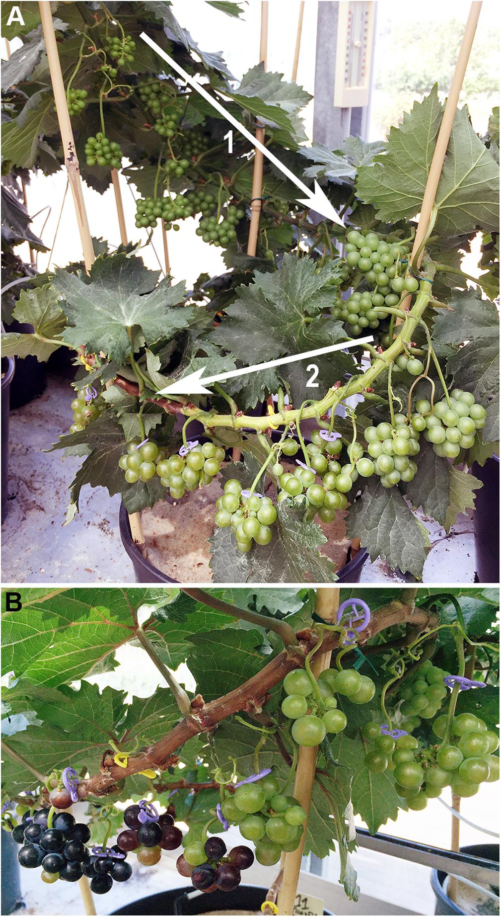 Grape Leaf Chart