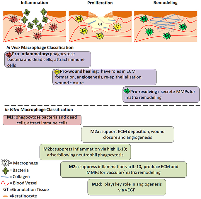 Frontiers  Exploring the contribution of pro-inflammatory cytokines to  impaired wound healing in diabetes