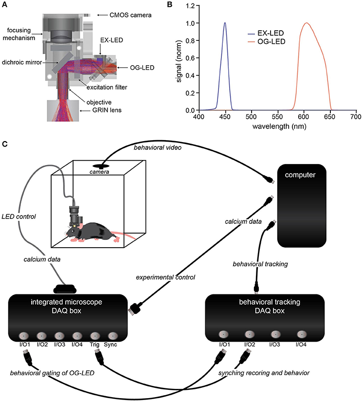 Electrical recording during optogenetic inhibition of