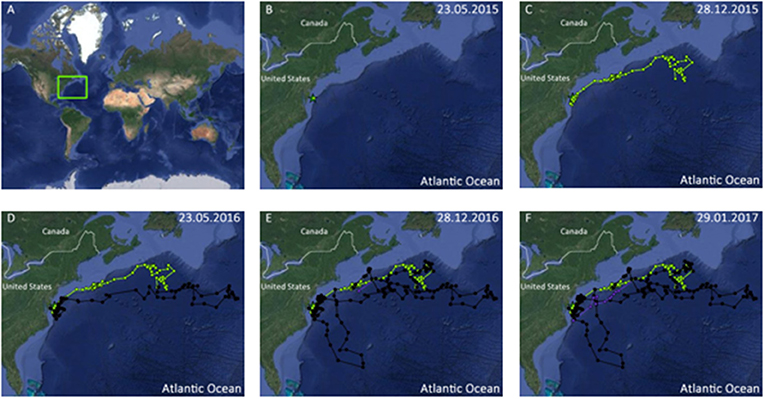 Figure 1 - (A) Migration path of a shortfin mako shark in the northwest Atlantic Ocean, which is the region highlighted by the green box.