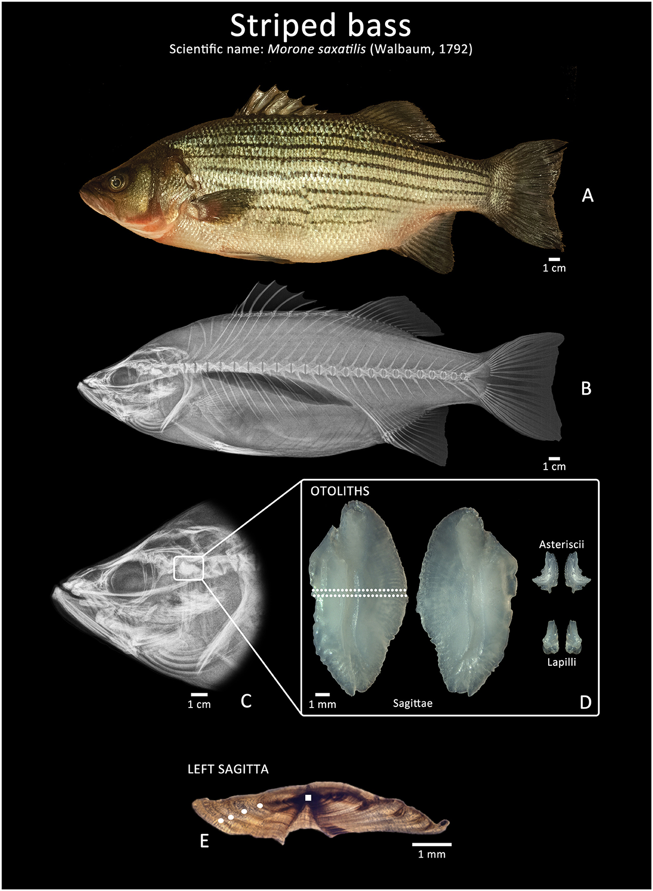 איור 2 - (A) תמונה של דג בס מפוספס (striped bass).