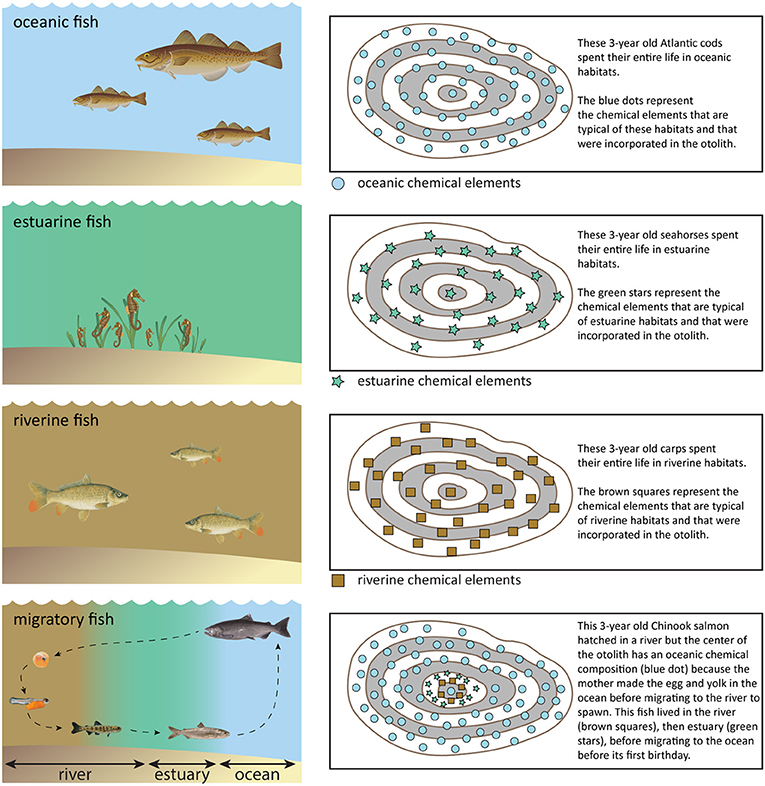 Figure 3 - The chemical composition of the oceans, estuaries, and rivers is very different.