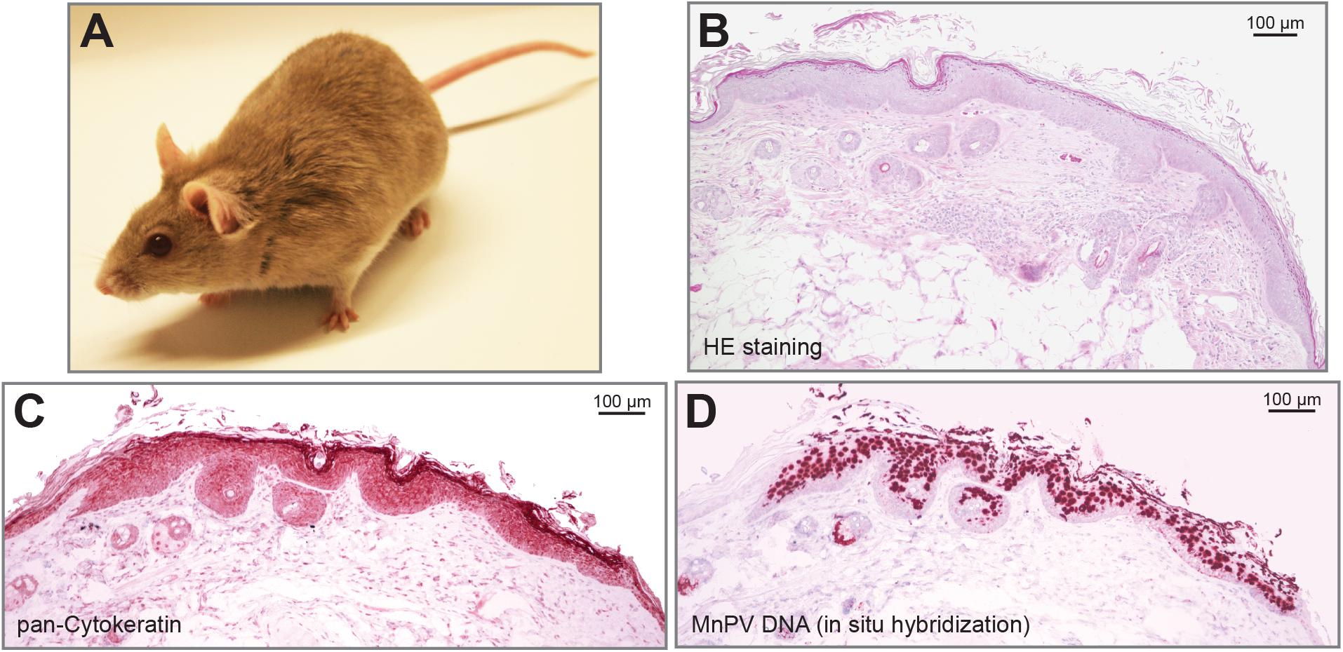 papillomas mouse skin