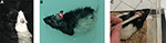www.frontiersin.org