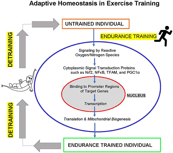 Frontiers | Cardiovascular Adaptive Homeostasis in Exercise Physiology