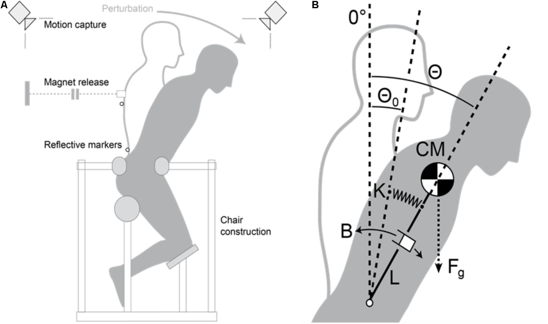 Frontiers  Muscle Strength and Neuromuscular Control in Low-Back