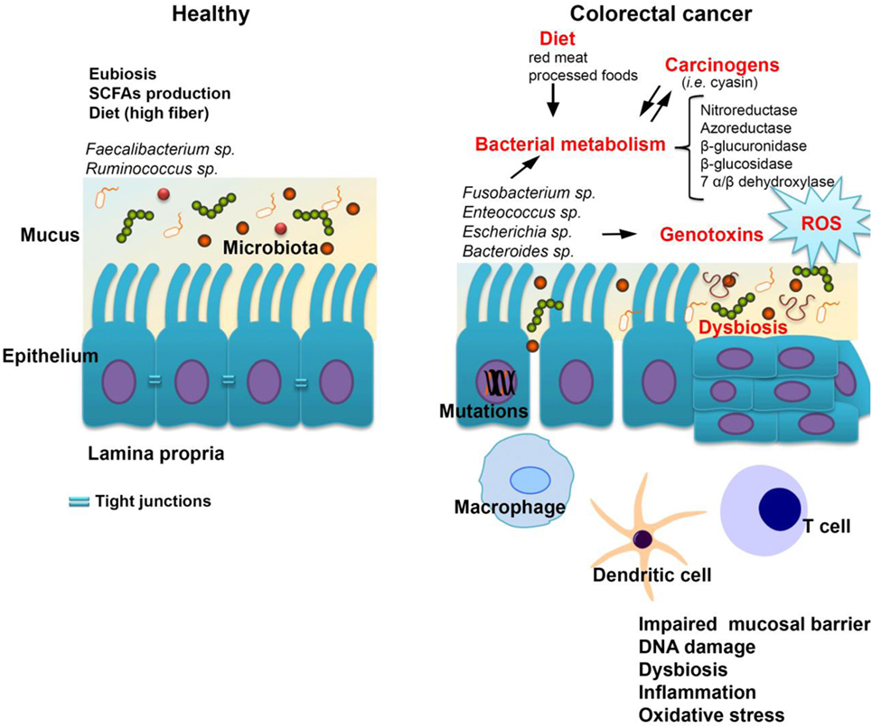 Szerotonin dysbiosis