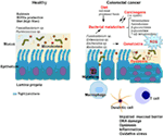 Frontiers | Aspects of Gut Microbiota and Immune System Interactions in ...