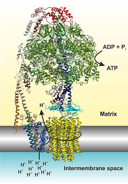 Frontiers Atp Synthase Diseases Of Mitochondrial Genetic Origin Physiology
